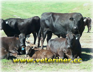 Wagyu Sığır ırkı ( www.veteriner.cc )