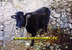 Yerli Kara Sığırı ( www.veteriner.cc )