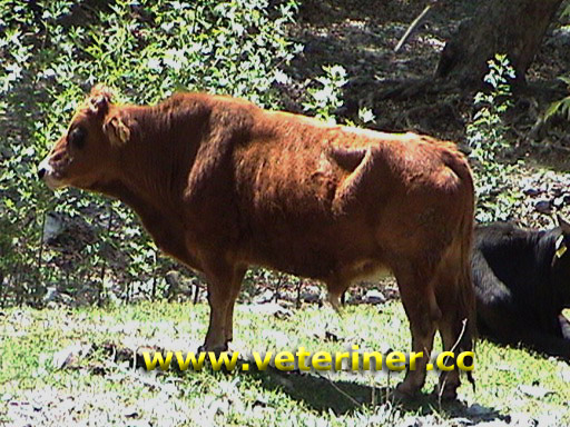 Yerli Güney Sarısı ( YGS ) Sığır ırkı ( www.veteriner.cc )