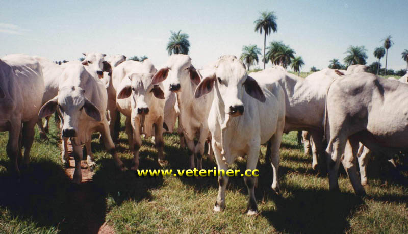 Zebu Sığır ırkı ( www.veteriner.cc )