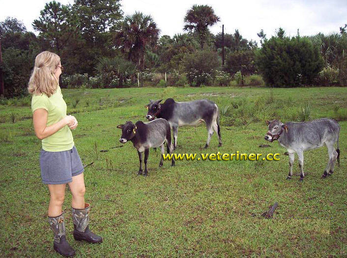 Zebu Sığır ırkı ( www.veteriner.cc )