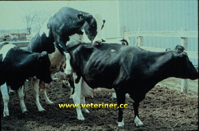 Спаривание быков с быками. Осеменение Быков коров. Бык производитель осеменение. Искусственное осеменение крупного рогатого скота.