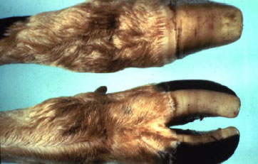 Mule foot - Katr trnakllk (Syndactyly)