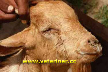 Keçi ciğer agrısı ( www.veteriner.cc )